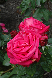 Miss All American Beauty Rose (Rosa 'Miss All American Beauty') at Garden Treasures