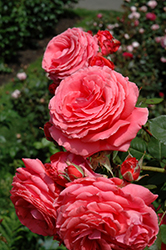 America Rose (Rosa 'JACclam') at Garden Treasures