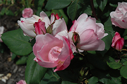 Blushing Knock Out Rose (Rosa 'Radyod') at Garden Treasures