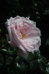 New Dawn Rose (Rosa 'New Dawn') at Garden Treasures