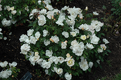 White Knock Out Rose (Rosa 'Radwhite') at Garden Treasures
