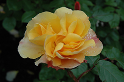 Tequila Rose (Rosa 'Meipomolo') at Garden Treasures