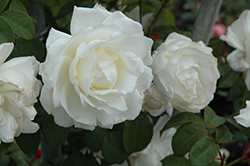 Cloud 10 Rose (Rosa 'Radclean') at Garden Treasures