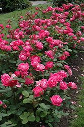 Double Knock Out Rose (Rosa 'Radtko') at Garden Treasures