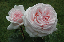 Francis Meilland Rose (Rosa 'Meitroni') at Garden Treasures