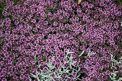 Pink Chintz Creeping Thyme (Thymus praecox 'Pink Chintz') at Garden Treasures