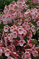 Flirtation Pink Diascia (Diascia 'Flirtation Pink') at Garden Treasures