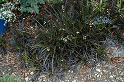 Black Mondo Grass (Ophiopogon planiscapus 'Niger') at Garden Treasures