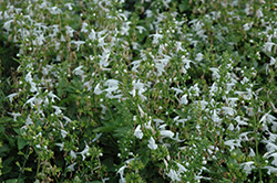 Summer Jewel White Sage (Salvia 'Summer Jewel White') at Garden Treasures