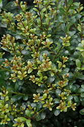 Compact Inkberry Holly (Ilex glabra 'Compacta') at Garden Treasures