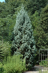 Silver Smoke Arizona Cypress (Cupressus arizonica 'Silver Smoke') at Garden Treasures