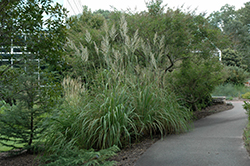 Ravenna Grass (Erianthus ravennae) at Garden Treasures