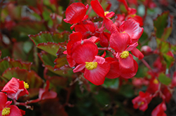 BabyWing Red Begonia (Begonia 'BabyWing Red') at Garden Treasures