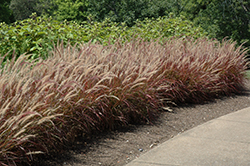 Purple Fountain Grass (Pennisetum setaceum 'Rubrum') at Garden Treasures