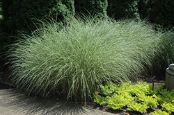 Morning Light Maiden Grass (Miscanthus sinensis 'Morning Light') at Garden Treasures