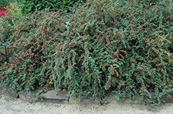 Cranberry Cotoneaster (Cotoneaster apiculatus) at Garden Treasures