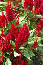 First Flame Red Celosia (Celosia 'First Flame Red') at Garden Treasures