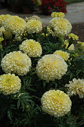 Vanilla Marigold (Tagetes erecta 'Vanilla') at Garden Treasures