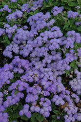 Cloud Nine Blue Flossflower (Ageratum 'Cloud Nine Blue') at Garden Treasures