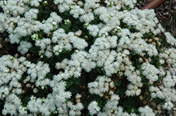 Cloud Nine White Flossflower (Ageratum 'Cloud Nine White') at Garden Treasures