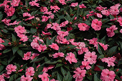 SunPatiens Compact Pink New Guinea Impatiens (Impatiens 'SunPatiens Compact Pink') at Garden Treasures