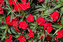 SunPatiens Compact Red New Guinea Impatiens (Impatiens 'SunPatiens Compact Red') at Garden Treasures