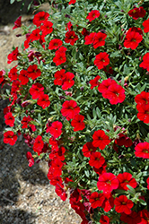 Cabaret Bright Red Calibrachoa (Calibrachoa 'Balcabrite') at Garden Treasures