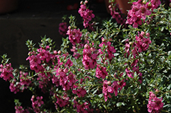 Alonia Big Dark Pink Angelonia (Angelonia angustifolia 'Alonia Big Dark Pink') at Garden Treasures