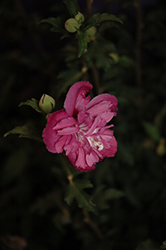 Raspberry Smoothie Rose of Sharon (Hibiscus syriacus 'Raspberry Smoothie') at Garden Treasures