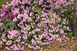George Lindley Taber Azalea (Rhododendron 'George Lindley Taber') at Garden Treasures