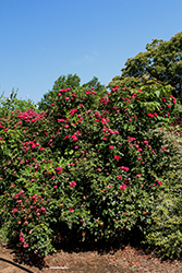 The Grand Champion Rose (Rosa 'Meimacota') at Garden Treasures
