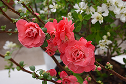 Double Take Pink Flowering Quince (Chaenomeles speciosa 'Pink Storm') at Garden Treasures