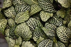 Mosaic Plant (Fittonia albivenis) at Garden Treasures
