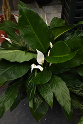 Peace Lily (Spathiphyllum wallisii) at Garden Treasures