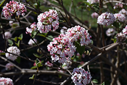 Koreanspice Viburnum (Viburnum carlesii) at Garden Treasures
