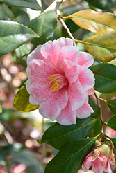 Lady Vansittart Camellia (Camellia japonica 'Lady Vansittart') at Garden Treasures