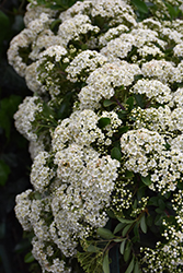 Mohave Firethorn (Pyracantha 'Mohave') at Garden Treasures