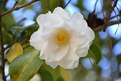 Victory White Camellia (Camellia japonica 'Victory White') at Garden Treasures