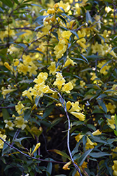 Carolina Yellow Jessamine (Gelsemium sempervirens) at Garden Treasures