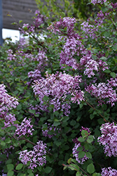 Bloomerang Lilac (Syringa 'Bloomerang') at Garden Treasures