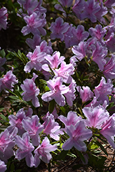 George Lindley Taber Azalea (Rhododendron 'George Lindley Taber') at Garden Treasures