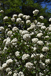 Fragrant Viburnum (Viburnum x carlcephalum) at Garden Treasures