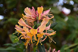 Goldflame Honeysuckle (Lonicera x heckrottii) at Garden Treasures