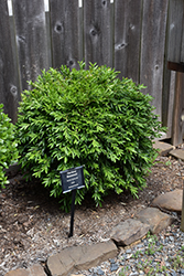 Harland Boxwood (Buxus harlandii) at Garden Treasures