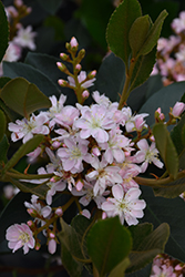 Georgia Petite Indian Hawthorn (Rhaphiolepis x delacourii 'Georgia Petite') at Garden Treasures