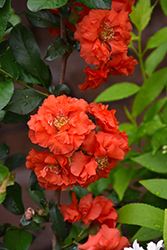 Double Take Orange Flowering Quince (Chaenomeles speciosa 'Orange Storm') at Garden Treasures