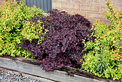 Purple Pixie Fringeflower (Loropetalum chinense 'Peack') at Garden Treasures