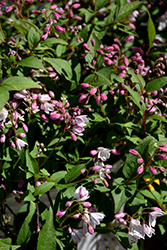 Yuki Cherry Blossom Deutzia (Deutzia 'NCDX2') at Garden Treasures