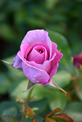 Violet's Pride Rose (Rosa 'WEKwibysicpep') at Garden Treasures