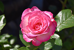 Miss Congeniality Rose (Rosa 'WEKpurmebep') at Garden Treasures